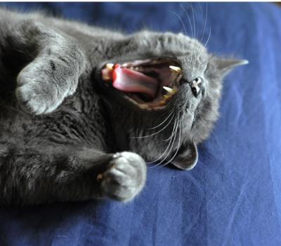 Yawning Cat Number 140
